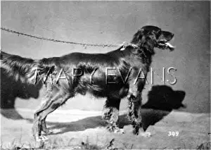 Dogshow: HANNOVER/DOGSHOW/SETTER
