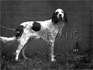 Braunfels: HANNOVER/DOGSHOW/SETTER