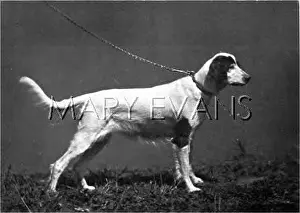 Braunfels: HANNOVER/DOGSHOW/SETTER