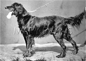 HANNOVER/DOGSHOW/SETTER