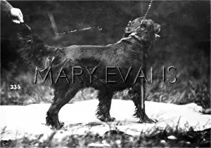 Dogshow: HANNOVER/DOGSHOW/SETTER