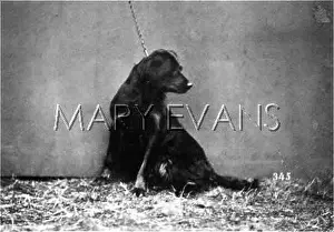 Alston: HANNOVER/DOGSHOW/SETTER