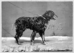 Dogshow: HANNOVER/DOGSHOW/SETTER