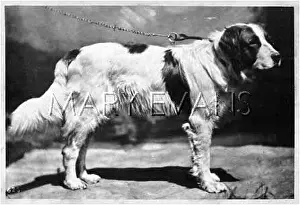 Braunfels: HANNOVER/DOGSHOW/ST.BERN