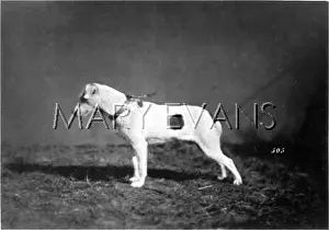 Braunfels: HANNOVER/FOX TERRIER