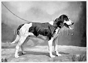 Raper: HANNOVER/FOXHOUND