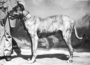 Nero: HANNOVER/GREAT DANE