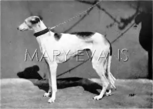 Sharples: HANNOVER/GREYHOUND