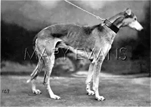 Sharples: HANNOVER/GREYHOUND