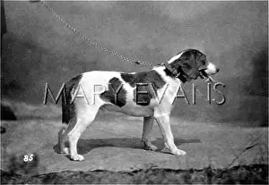 Alston: HANNOVER/HARRIER