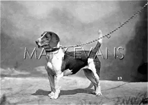 Alston: HANNOVER/HARRIER
