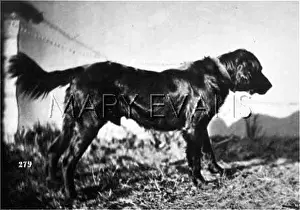 Amerongen: HANNOVER/IRISH SETTER