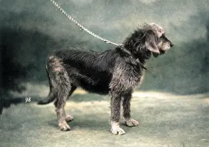 Otterhound: HANNOVER/OTTERHOUND