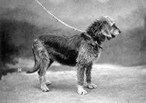 Otterhound: HANNOVER/OTTERHOUND