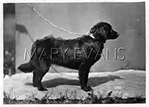 Amerongen: HANNOVER/RETRIEVER