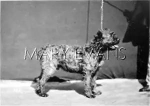 Schnauzer: HANNOVER/SCHNAUZER