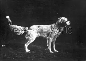 Braunfels: HANNOVER/SOGSHOW/SETTER/