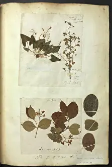 Oxalis: Hans Sloane Vol.211 page 29