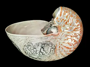 Nautilus: Hans Sloane's nautilus shell