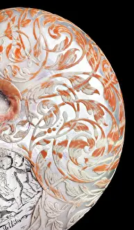 Nautilus: Hans Sloane's nautilus shell