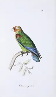 Psittaciformes: Hapalopsittaca amazonina, rusty-faced parrot
