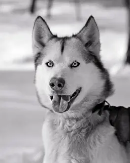 Alaskan: Happy Eager Face of Eskimo Sled Dog an Alaskan