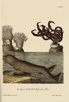 Plante: Harbor seal, Phoca vitulina, green algae