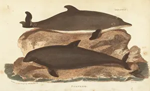 G. Kearsley: Harbour porpoise and common dolphin