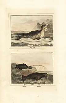 Barrs Buffon: Harbour seal, manatee and walrus