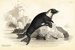 Bicolor: Harbour seal, Phoca vitulina