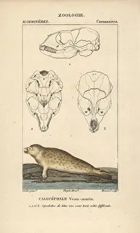 Phoca: Harbour seal, Phoca vitulina, with sections through skull