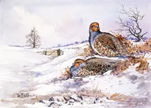 Bowles: Hard Days of Winter ' partridges