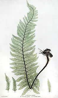 Aculeatum: Hard Shield Fern
