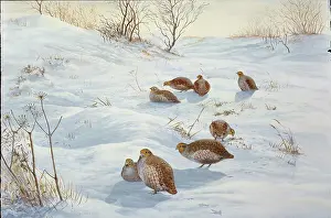 Partridges: Hard Times ' partridges in snow