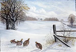 Partridges: Hard Times ' partridges in snow