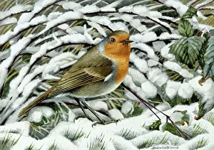 Brambles: Hard Times ? robin in snowy brambles