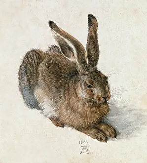 Hase: Hare