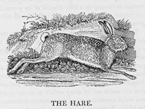 Fearful: HARE (BEWICK)