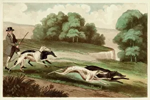 Greyhounds: Hare coursing