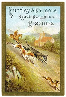 Greyhounds: HARE COURSING