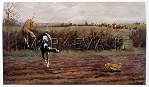 Calderon: HARE COURSING (CALDERON)