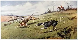 Coursing: HARE COURSING (WRIGHT)