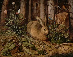 Long Eared: A Hare in the Forest
