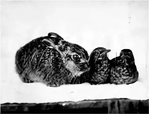 Fostering: HARE FOSTER MOTHER