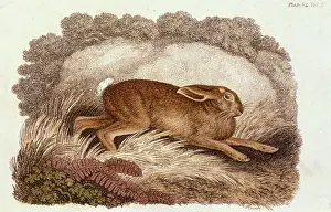 Howitt: HARE / HOWITT C1805