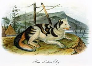 Canines: Hare-Indian Dog