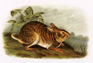 Crouches: Hare by Lake