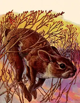 Brambles: Hare Leaps in Snow