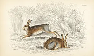 Timidus: Hare, Lepus timidus