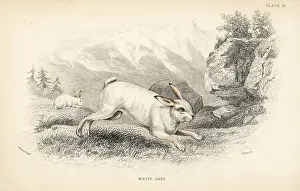 Lizars: Hare, Lepus timidus in winter pelage